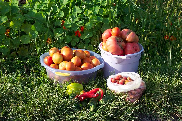 My tomatoes 111.jpg